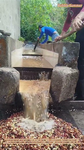 Le lavage des grains de café