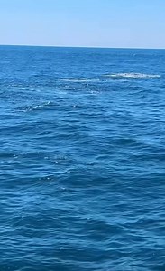 From Hook Up Charters - the Thresher Shark fight! | Outer Banks