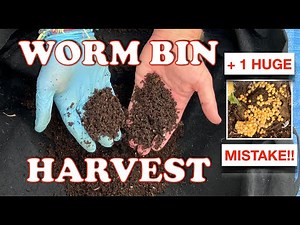 How I Harvest My Worm Bin Every 10 Days & Big Lesson Learned | Vermicompost Worm Farm