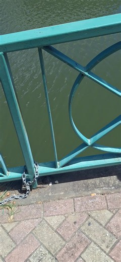 Bridgetown turtles at the Careenage bridge – feeding and history