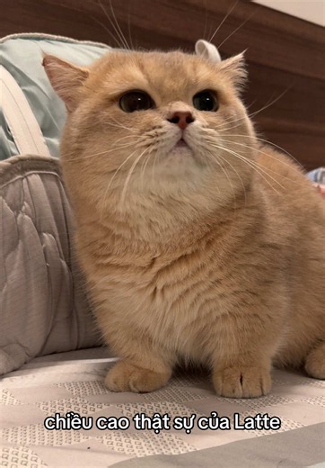 là nó đang đứng hay đang nằm vậy các mom ơi @Lat này Te kia #tenLattenhunglaconmeo #munchkin #viral #cutecat #xuhuong