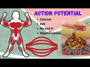 Neuromuscular Junction & Action Potential. Axon terminal, Calcium, Acetylcholine, Na, K, Sarcolemma.