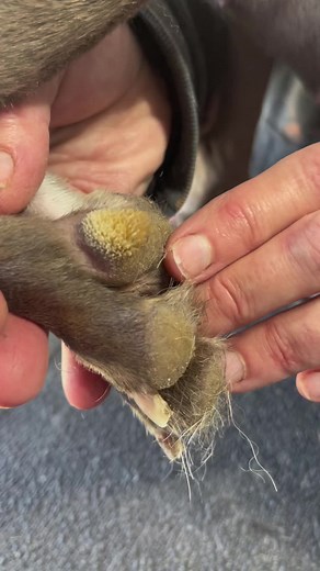Hyperkeratosis- What is it? And how to treat it. Have you ever seen this before?? #awonderdog #dogfeet #pawpad #hyperkeratosis #foot #petcare #dogcare #dogtok #dogsoftiktok #dog #dogs