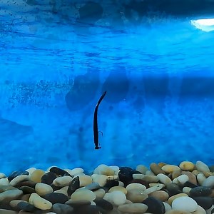 Watch Soft Bionic Fishing Lure on Amazon Live