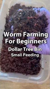 Worm Farming For Beginners | Dollar Tree Bin Feeding #vermicomposting