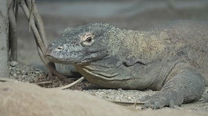 Portrait Komodo Dragon Varanus Komodoensis Largest Stock Footage Video (100% Royalty-free) 1098444857 | Shutterstock