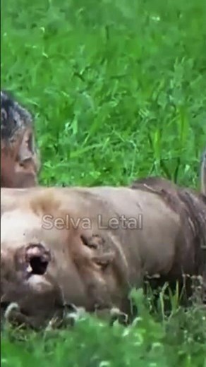 🦁Grandes Depredadores | Felinos da Savana