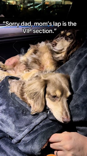 “Sorry dad, mom’s lap is the VIP section.” #dachshund #dogs #fyp #doxie #tiktok