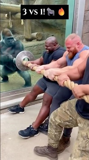 3 Strongmen vs Silverback Gorilla Tug-of-War 😳💪 Ultra Realistic