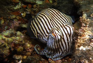 Meet the Striped Pyjama Squid - Ocean Conservancy