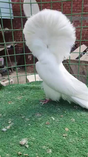 Discover the Jacobin White Pigeon Breed