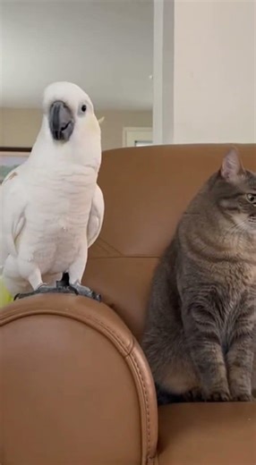Epic Funny Moment Cockatoo vs Cat 4K HD Viral Pet Video