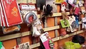 6.3K views · 168 reactions | A day in the life of The Scratching Post Cat Rescue | The Scratching Post Cat Rescue | Facebook