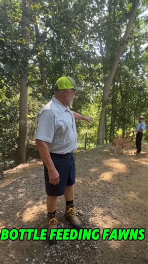 When to wean bottle fed fawns? #fawns #deerfarming | Deer Farming