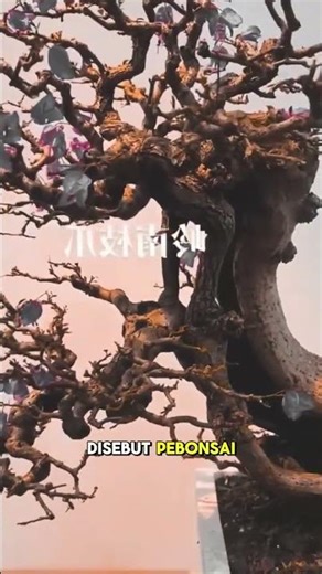 bonsai, bonsai art, bonsai inspiration, bonsai techniques, bonsai care, indoor bonsai, outdoor bons