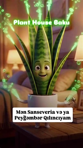 Bəyəndin? #sansevieria #bitki #bitkibakımı
