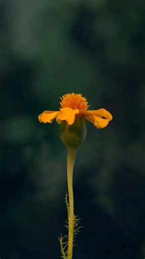 beutiful picture transaction Before and after #dhurandhar