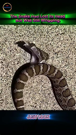 How Can a Snake Still Move After Losing Its Head?