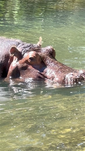 2.2K views · 22 reactions | Lou the Hippo 鍊 goes for a swim! #florida #hippo #homosassasprings | Coots Lures | Facebook
