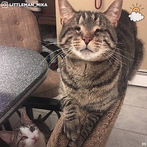 This amazing couple gives special needs cats a home, and the kitties couldn't be happier! 🐈💛 | LittleThings