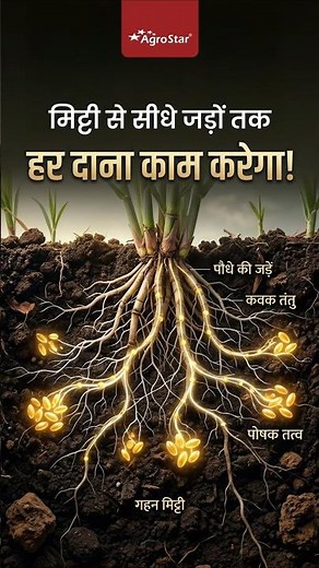 How to get full value for fertilizer? #fertilizer #mycorrhiza #agrostar #farming