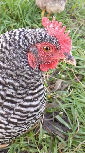 Detailed Look at the Bird's Face - Barred Plymouth Rock Hen