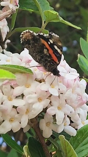 1.4K views · 23 reactions | Our Native Garden is coming to life! Take a look outside on your next visit to see some beautiful native plants and butterflies. 曆 #butterflyhousestl #sophiamsachsbutterflyhouse #redadmiral #spring #springblooms #viburnum #butterflygarden #nativebutterfly : Nicole Pruess | Sophia M. Sachs Butterfly House | Facebook