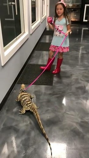 Large Lizard has a large poop