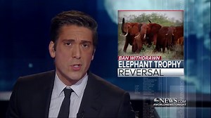 ELEPHANT TROPHY REVERSAL: President Donald J. Trump’s administration is now lifting a ban on importing big game trophies, with fish and wildlife officials set to issue permits to import trophy kills on a case-by-case basis. David Muir reports. http://abcn.ws/2oSmHsm | ABC World News Tonight with David Muir