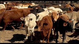 One man’s truth. One betrayal. This is Robert’s Story. 👉 Order Robert’s Story now! Available on Amazon in eBook, audio, and hardcover. https://www.amazon.com/Roberts-Story-Cowboys-Troubled-Horrifying/dp/B09NMT5X8J #RobertsStory #AmazonBestSeller #TrueStory #FamilyBetrayal #MustRead | Robert's Story