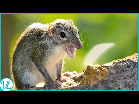 The Hidden Comedian of the Forest: Pen-tailed Tree Shrew