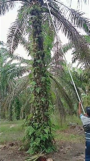 Selamat Memanen Sawit Kembali Keluarkan Skil Andalan Kamu#shorts#Youtub#Supri java