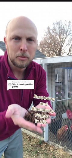 Benefits of Using Mulch for Growing Raspberries and Blackberries