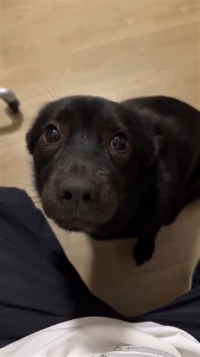 Give your furry friend the ultimate pampering 😍 #dogs #grooming #shorts #doglover #funnydog