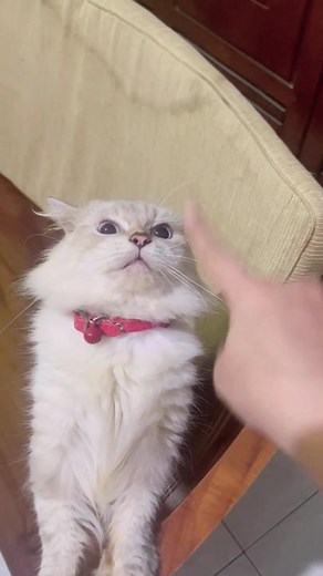 Kelucuan Monella Kucing Himalaya Saat Marah-Marah