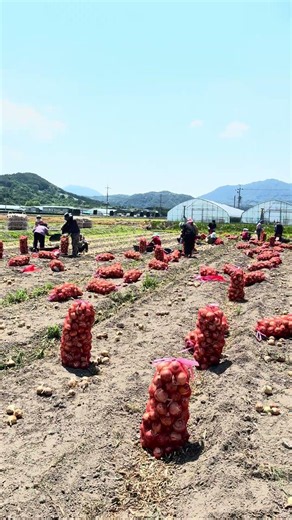 Fresh onion ton bag netting work 26.6.13