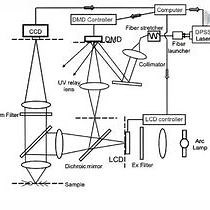 Video: Patterned Photostimulation with Digital Micromirror Devices to Investigate Dendritic Integration Across Branch Points
