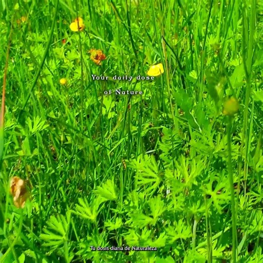 🌳🌻 Your Daily Dose of Healing Nature Ambience Meditation: A Peaceful Morning at Forest Ambience