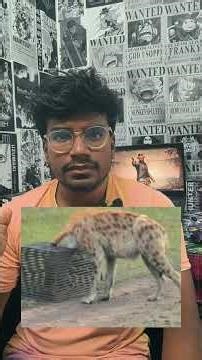 Hyenas Solve Puzzles Better Than Dogs | Lund & Duke University Study