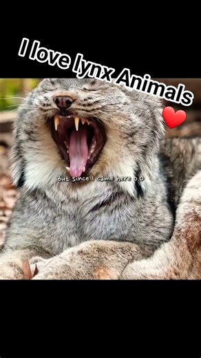 I love lynx Animals and lynx Lily07_1412 roblox
