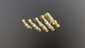 Human phalanges - Buy Royalty Free 3D model by humantouchillustration