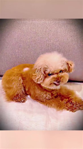 Dog Owners Test Ice Cube Fun with Their Pets