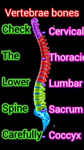 Code Well Medical Coding on Instagram: "Struggling to remember the 5 segments of the spine? 🤯 This simple shortcut will make anatomy easy & unforgettable 🦴✨ 👉 Save this reel for revision 👉 Share with your study partner Code Well Medical Coding Training Institute, Hosur Address: 2/1, 2nd Floor, SB Complex, Hari Bakery Upstairs, Mookandapalli, Hosur- 635126. Secure your spot now! For more details and to register, please contact: 7358662298 Website: www.codewell.co.in #reelsinstagram #instareel