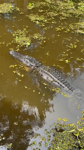 Swamp tour in Louisiana! 🐊