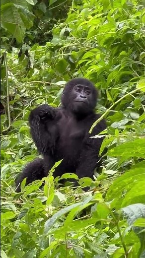 Where is the best place to trek mountain gorillas in Africa? #gorilla #gorillas #gorillatours ?