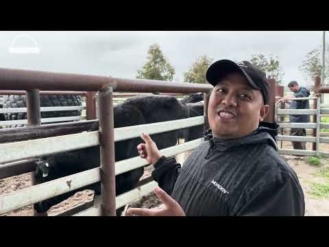 SAPI PERAH SUPER ISTIMEWA ✅