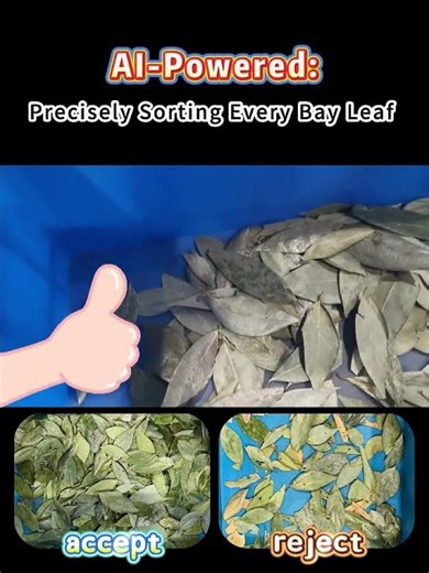 Industrial Belt Color Sorter for Bay Leaves | Remove Yellow &Moldy Leaves Automatically #colorsorter