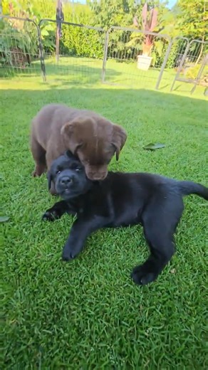 ❤️🤩 Welpen Judo. Labrador Welpen Joker &Joshi spielen #hundewelpen #labradorwelpen