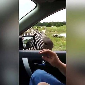 This "singing" zebra made me laugh so hard﻿! Credit: ViralHog | ROLR