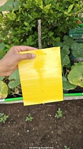 412K views · 5.4K reactions | Eco friendly pest control | sticky trap for insects #plants #pestcontrol #gardening #terracegarden #gardeningaasaanhai | Gardening Aasaan Hai | Facebook